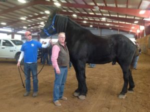 laminitis-in-horses